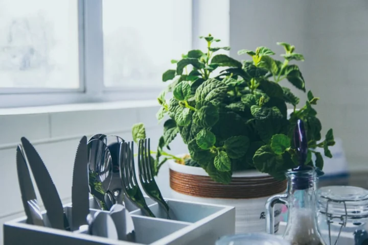 Indoor plant by a kitchen window